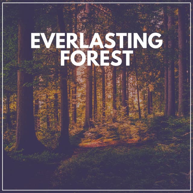 Everlasting Forest - The Outdoor Library