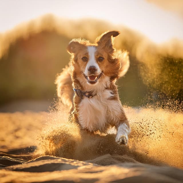Perros Del Hip Hop: Melodías Suaves Para Perros - Jardín Sonoro