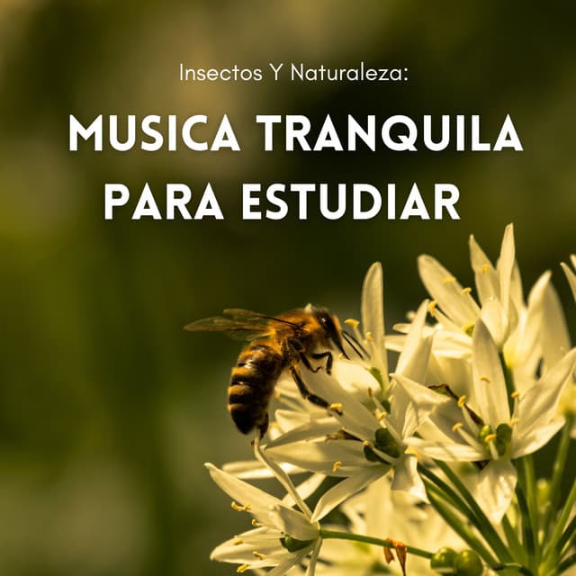 Insectos Y Naturaleza: Musica Tranquila Para Estudiar - Naturaleza y Sonidos Fondos