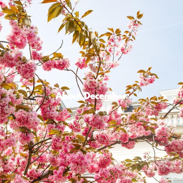 About December - Chill Cafe Music