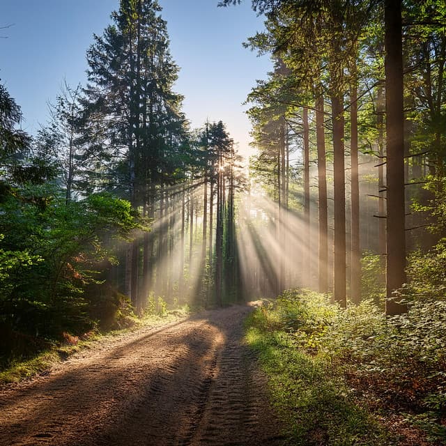 Sinfonía Con Orquesta: El Conjunto Crea Belleza - Elliot Braun