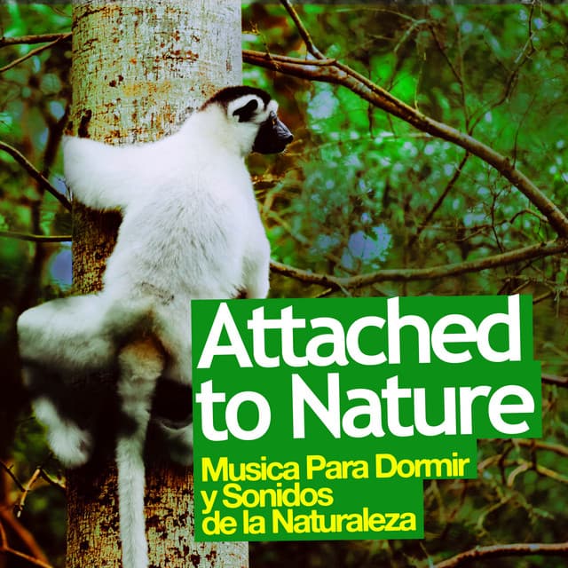 Attached to Nature - Musica Para Dormir y Sonidos de la Naturaleza