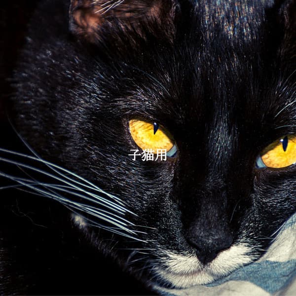 子猫用 - Relaxing Instrumental Jazz Cafe