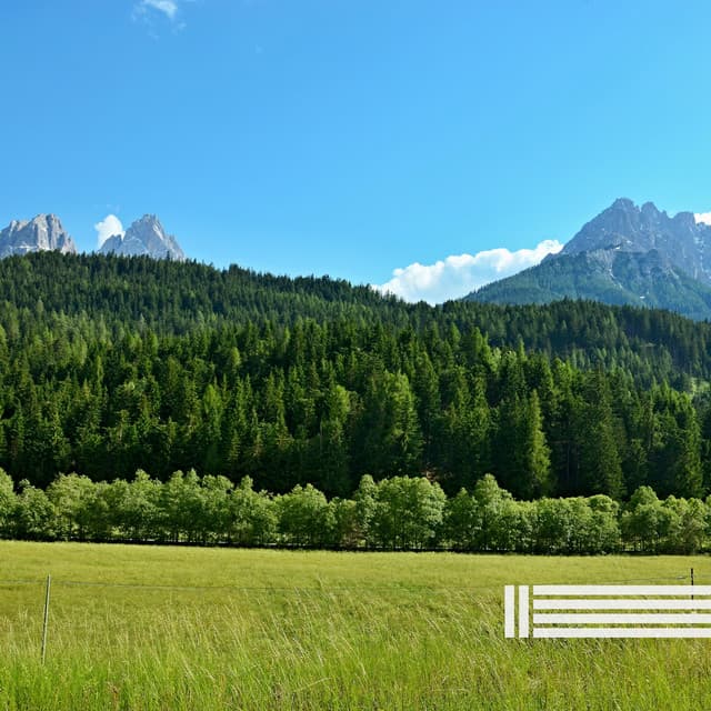 Birds Sounds & Ambient Rhythms - Relaxing Music For You