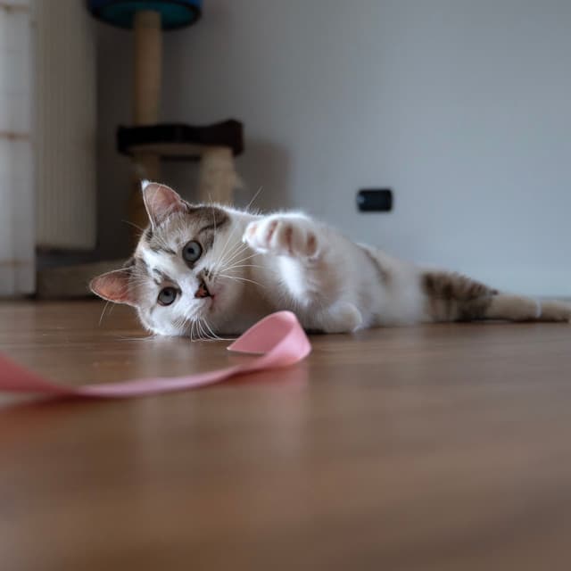 Raindrop Cat Playtime: Joyful Feline with Piano Serenade - Rain Wonder