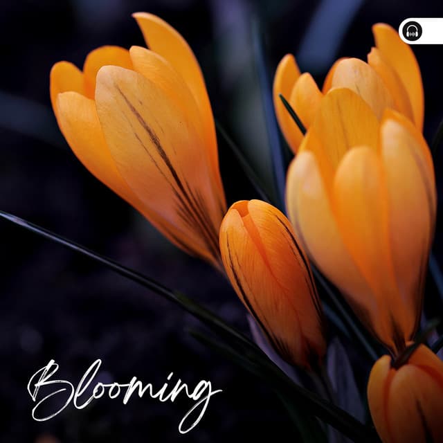 Blooming - Forest Soundscapes