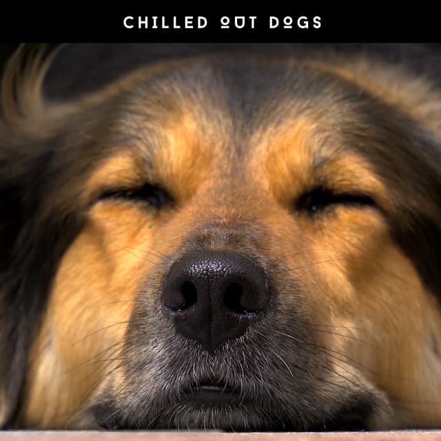 Dog Chillout Zone