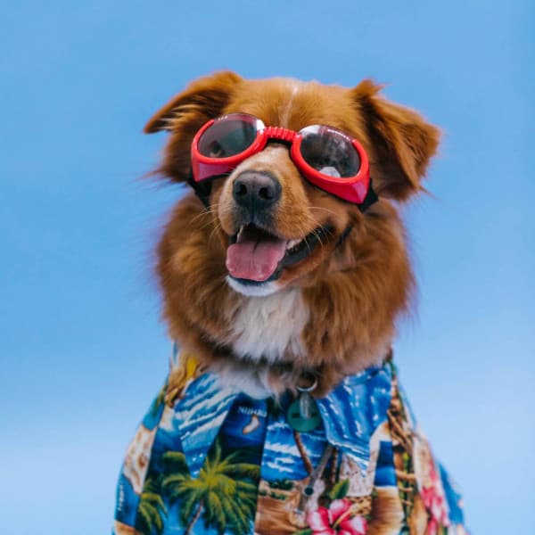 Feelings for Good Times with Dog - Relax My Puppy