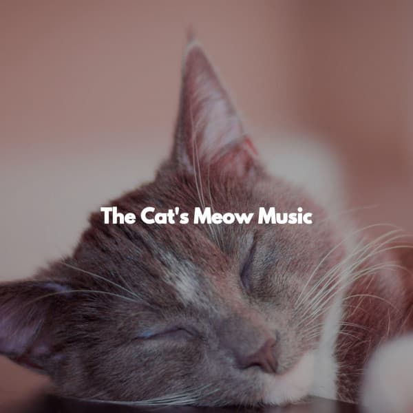 The Cat's Meow Music - Cooking Music Chill
