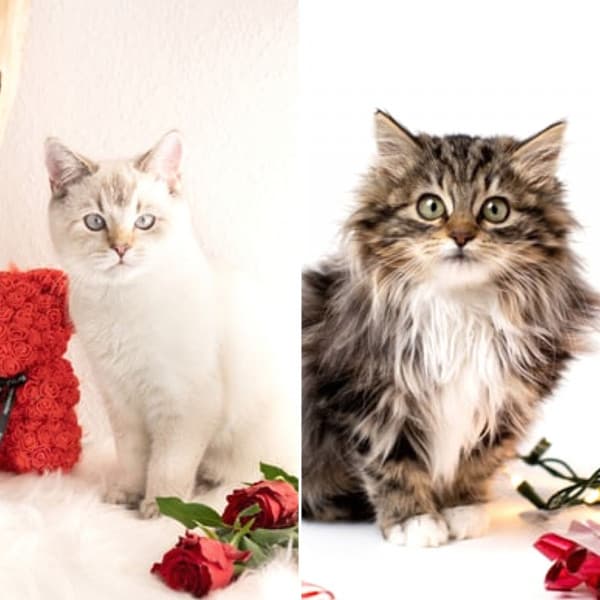 Feelings for Scratching Cats - Calming Cat Music