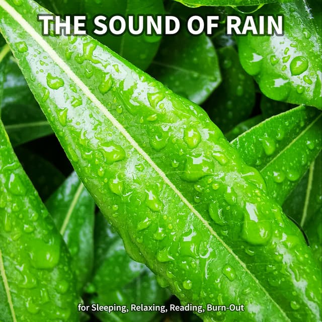 #1 The Sound of Rain for Sleeping, Relaxing, Reading, Burn-Out - Rain Recordings