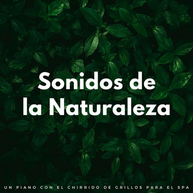 Sonidos De La Naturaleza: Un Piano Con El Chirrido De Grillos Para El Spa - Grillos del bosque