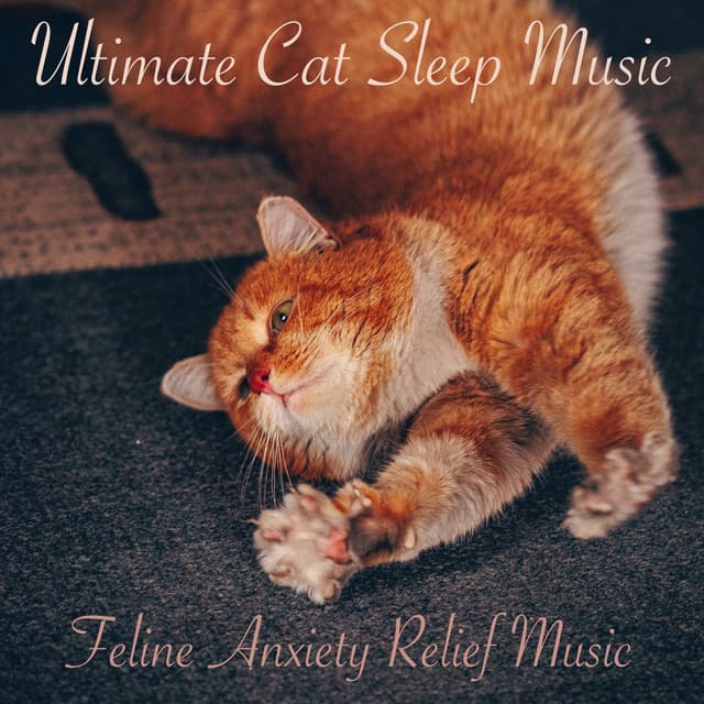 Ultimate Cat Sleep Music: Feline Anxiety Relief Music - Cat Music