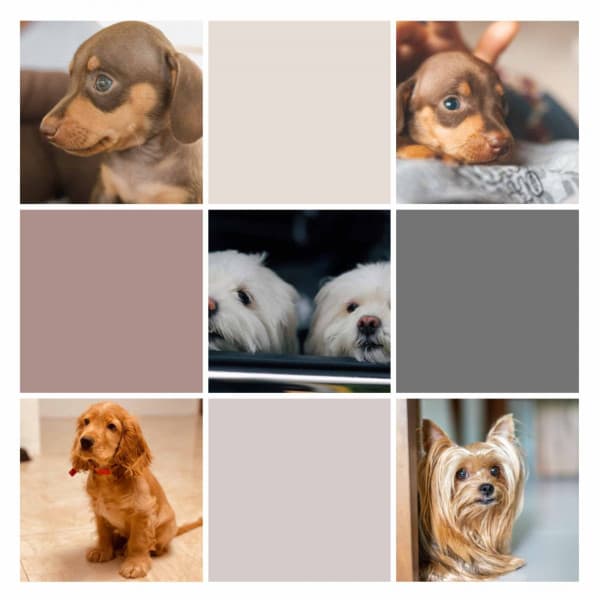 Music for Sweet Dogs - Bright Smooth Jazz - Dog Sleep Dreams