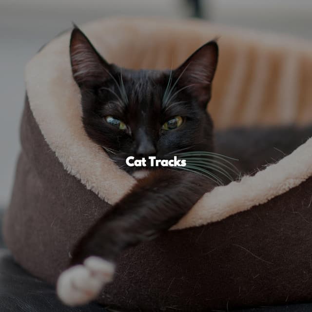 Cat Tracks - Jazz Chill Out Beats