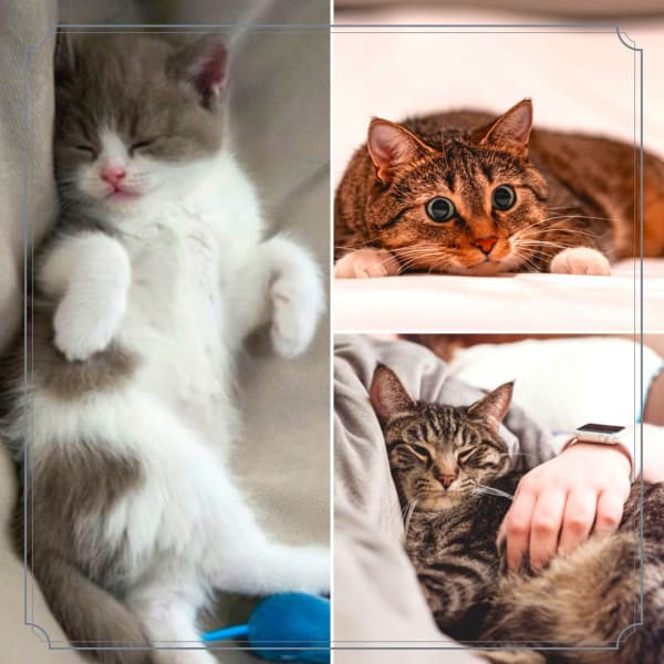 Charming Jazz Organ - Bgm for Kitten Relax Time - Cat Relax