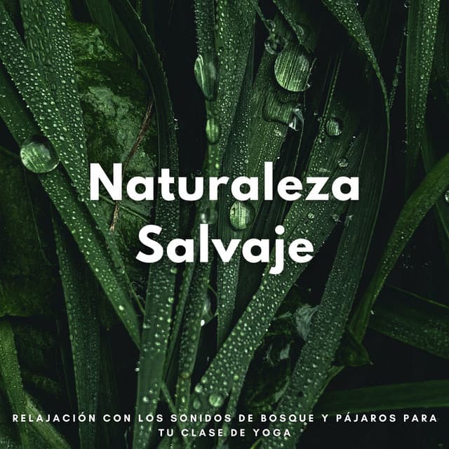 Naturaleza Salvaje: Relajación Con Los Sonidos De Bosque Y Pájaros Para Tu Clase De Yoga - Pájaros y Pajaritos
