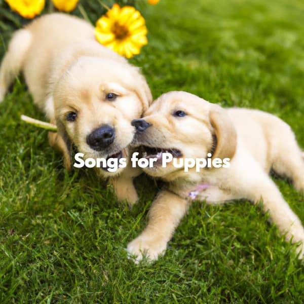 Songs for Puppies - Dog Separation Anxiety Music