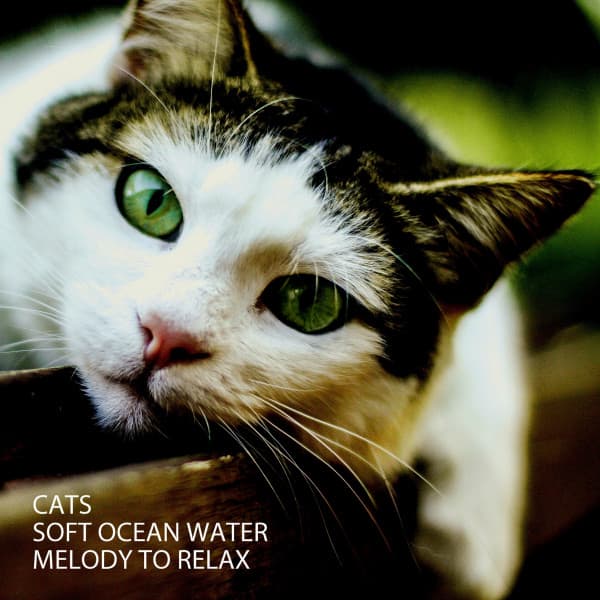 Cats: Soft Ocean Water Melody To Relax - Hang Drum Music