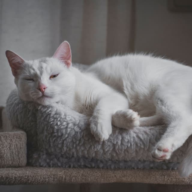 Cat's Zenith: Lofi Reflections of Calmness - Cat Music Hour