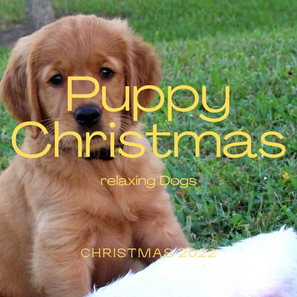 2022 Puppy Christmas - Dog Relax
