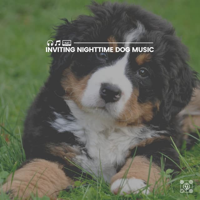Inviting Nighttime Dog Music - Calm Dog Music