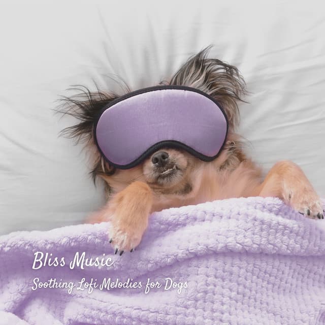 Bliss Music: Soothing Lofi Melodies for Dogs - Korean Chill