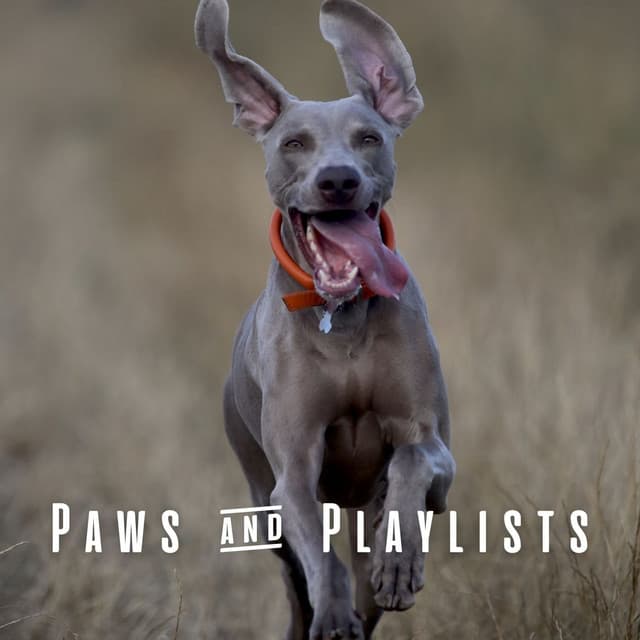Paws & Playlists: Music for Happy Dogs - Dog Anxiety Music