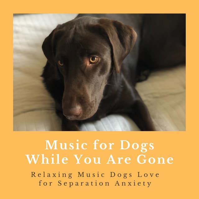 Music for Dogs While You Are Gone - Relaxing Music Dogs Love for Separation Anxiety - Music for Pets Specialists