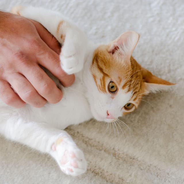 Feline Comfort: Cat Serenades with Chill Music - Chill Out Time Consort