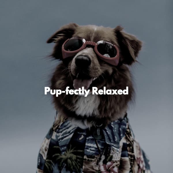 Pup-fectly Relaxed - Coffee Shop Jazz Piano Chilling