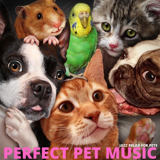Perfect Pet Music