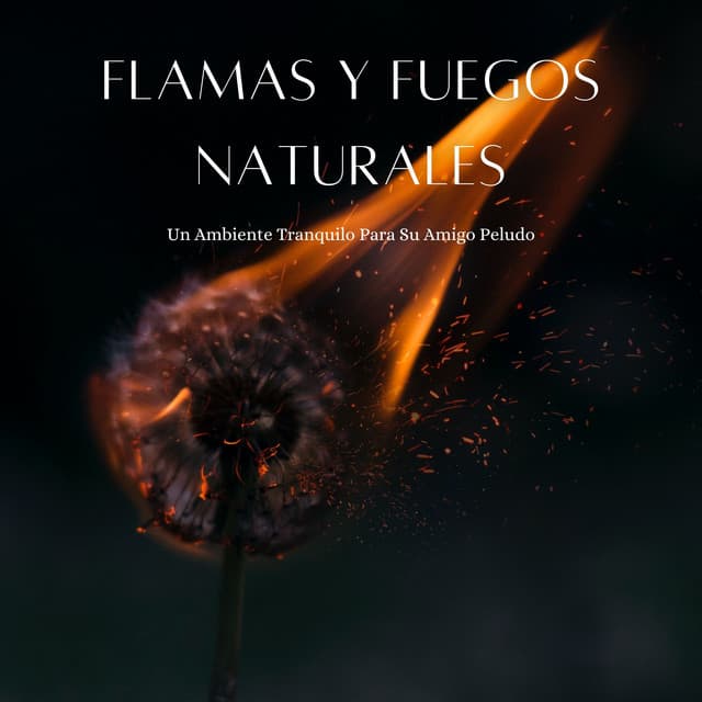 Flamas Y Fuegos Naturales: Un Ambiente Tranquilo Para Su Amigo Peludo - Sonidos de fuego de llamas celestiales