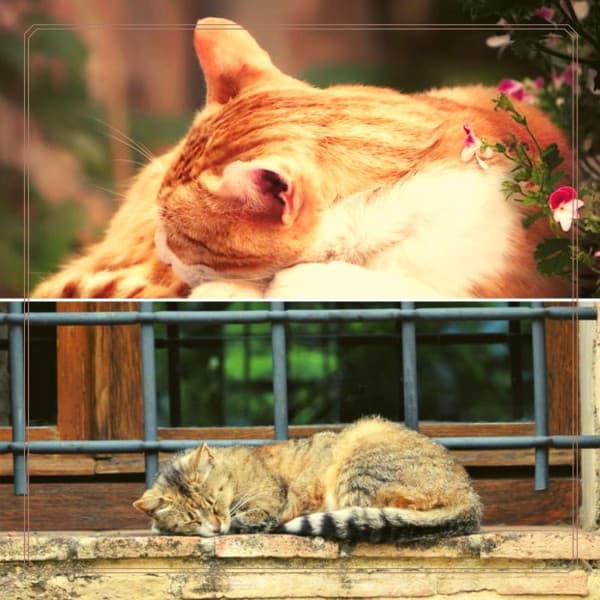 Scintillating Jazz Organ - Bgm for Cat Training Time - Music for Resting Cats