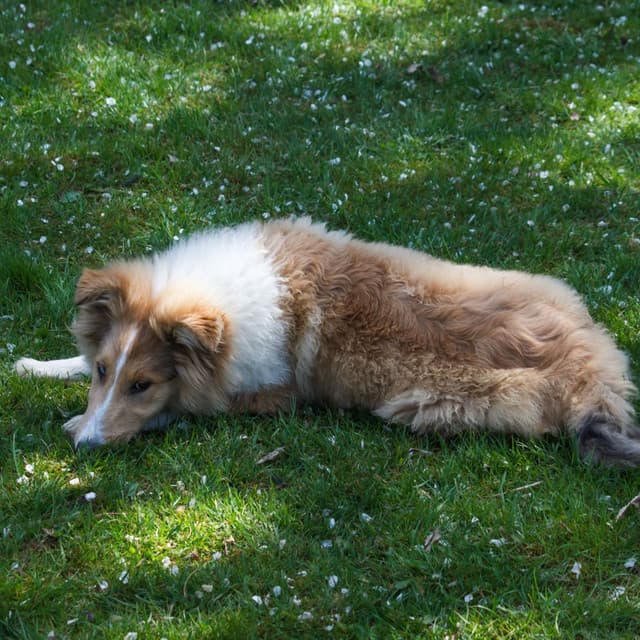 Dog's Serenity: A Zen Retreat with Lofi Soundscapes - Lofi Vibes