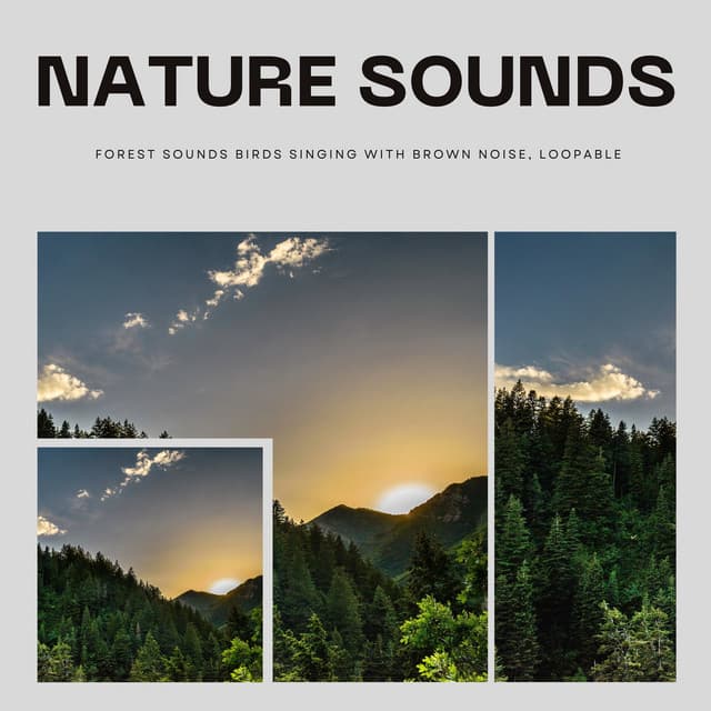 Nature Sounds Forest Sounds Birds Singing with Brown Noise, Loopable - Peaceful Nature Music