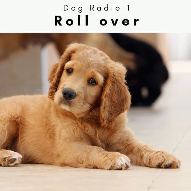 4 Paws: Roll over - Dog Radio 1