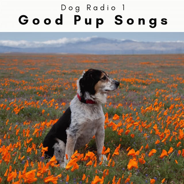 2 0 2 3 Good Pup Songs - Dog Radio 1