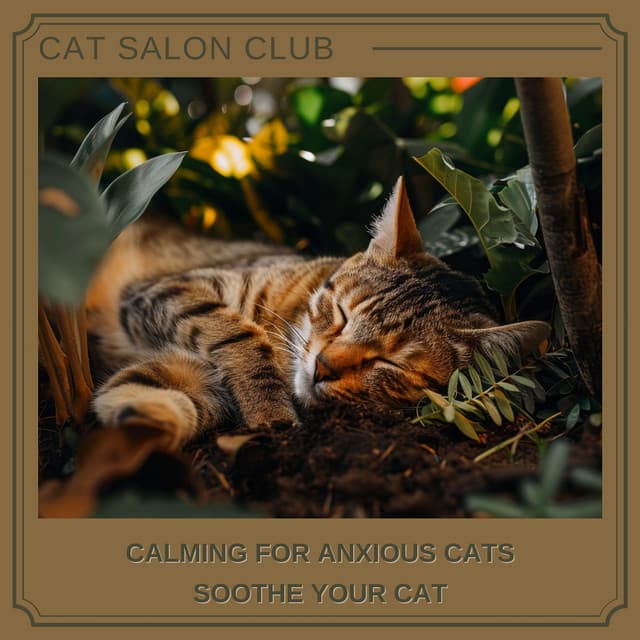 Calming for Anxious Cats: Soothe Your Cat - Cat Salon Club