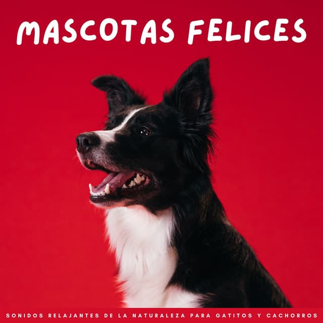 Mascotas Felices: Sonidos Relajantes De La Naturaleza Para Gatitos Y Cachorros - Mascotas relajarse