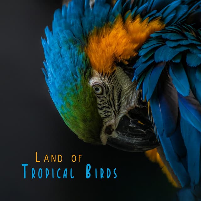 Land of Tropical Birds: Soothing and Peaceful Birds Sounds for Stress and Nerves - Relieve Stress Music Academy