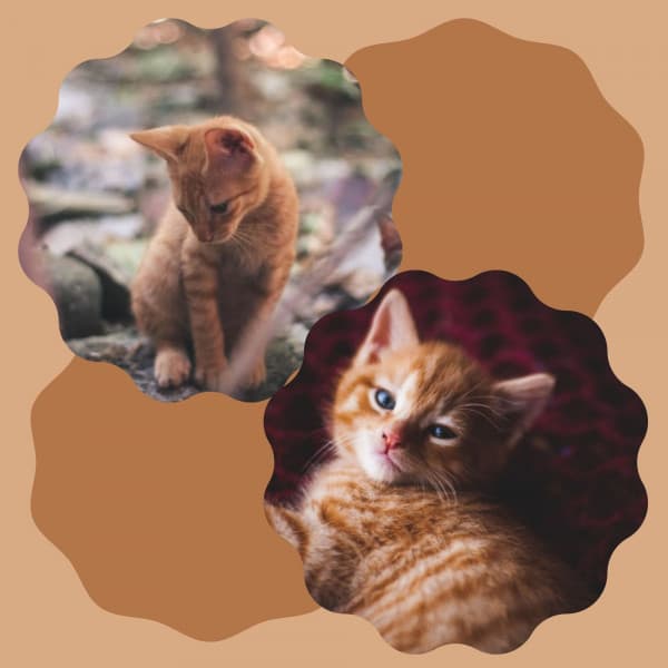 Ambiance for Cute Cats - For Cats Only