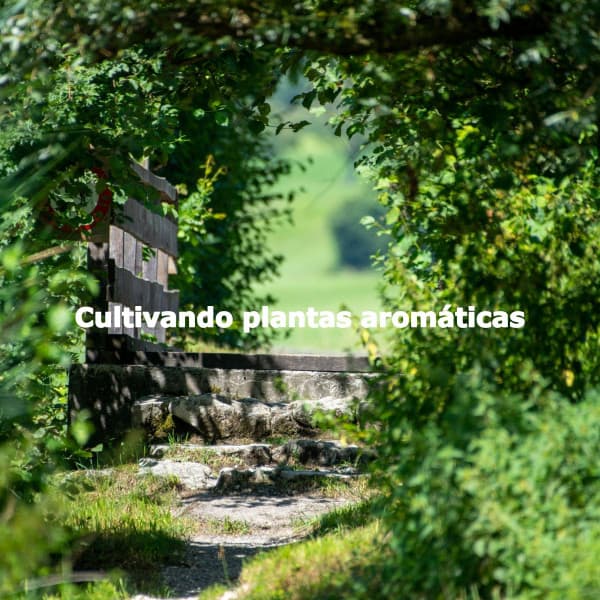 Cultivando plantas aromáticas - Jazz For Sleeping