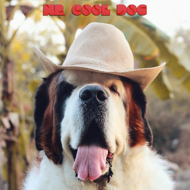 Mr Cool Dog - Soothing Dog Sounds