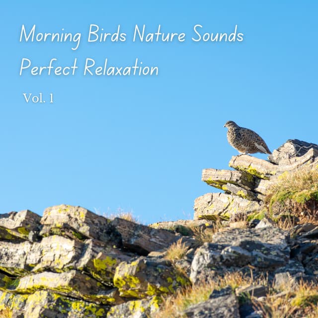 Morning Birds Nature Sounds Perfect Relaxation Vol. 1 - Sleeping Playlist
