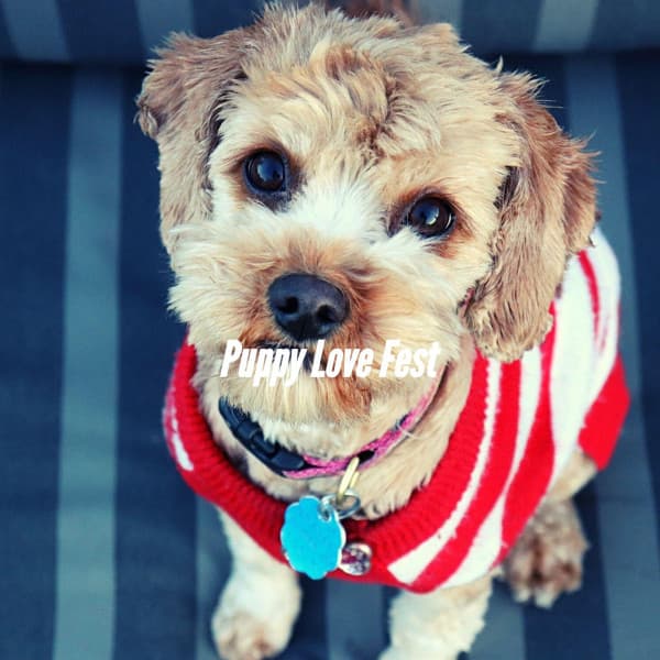 Puppy Love Fest - Relaxing Dog Music