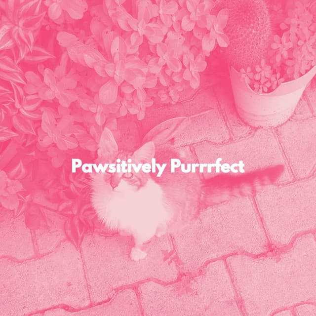 Pawsitively Purrrfect - Cat Music Dreams