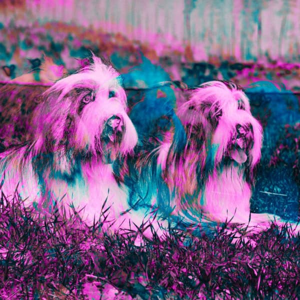 Guitar Jazz - Background for Cozy Doggo - Calming Dog Jazz Classics