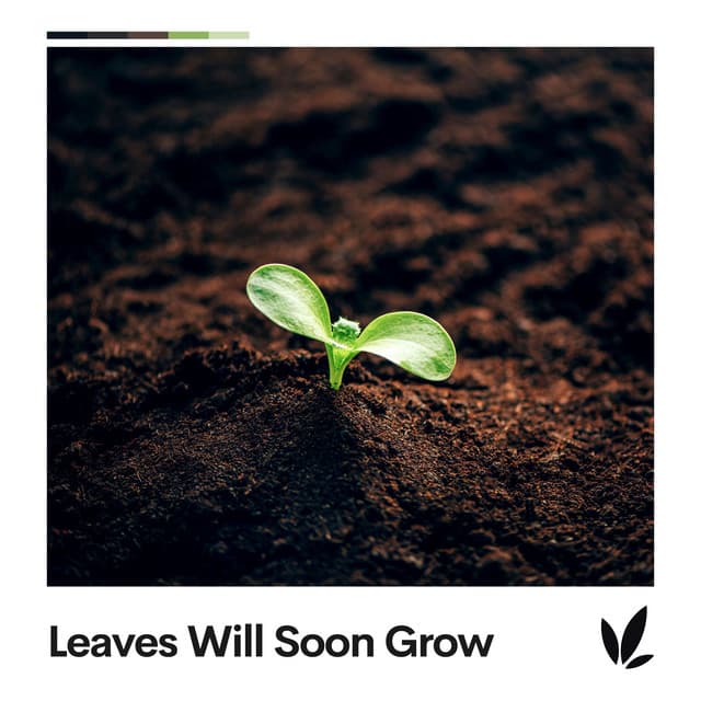 Leaves Will Soon Grow - Nature Of Sweden