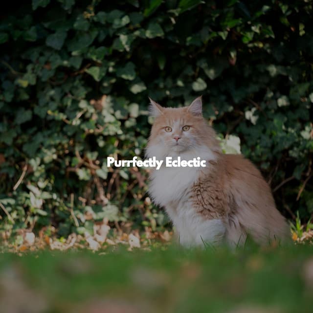 Purrfectly Eclectic - Cool Jazz Premiere